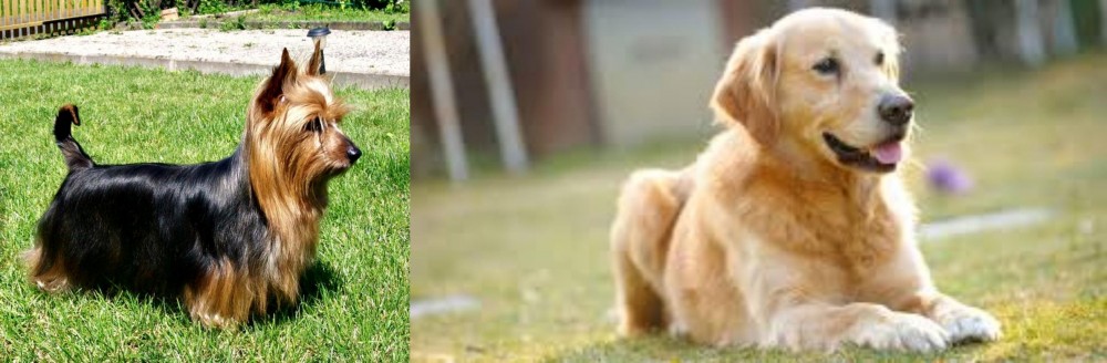 Goldador vs Australian Silky Terrier - Breed Comparison