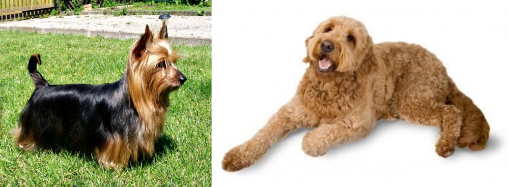 Golden Doodle vs Australian Silky Terrier - Breed Comparison