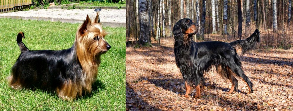 Gordon Setter vs Australian Silky Terrier - Breed Comparison