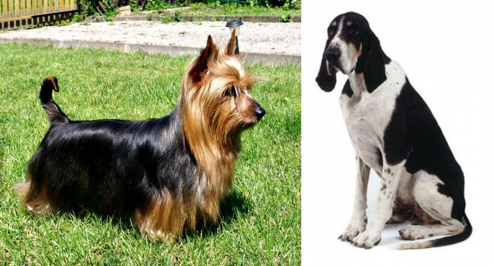 Grand Anglo-Francais Blanc et Noir vs Australian Silky Terrier - Breed Comparison