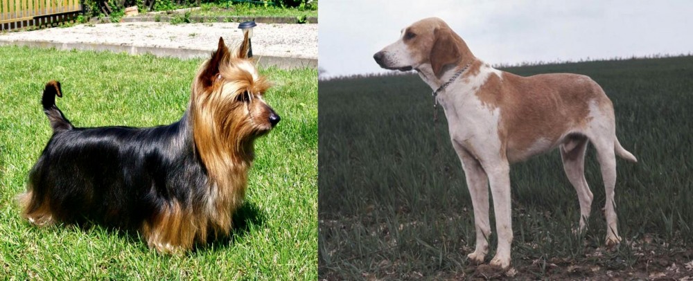 Grand Anglo-Francais Blanc et Orange vs Australian Silky Terrier - Breed Comparison