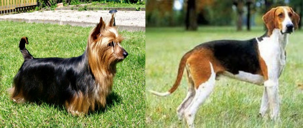 Grand Anglo-Francais Tricolore vs Australian Silky Terrier - Breed Comparison