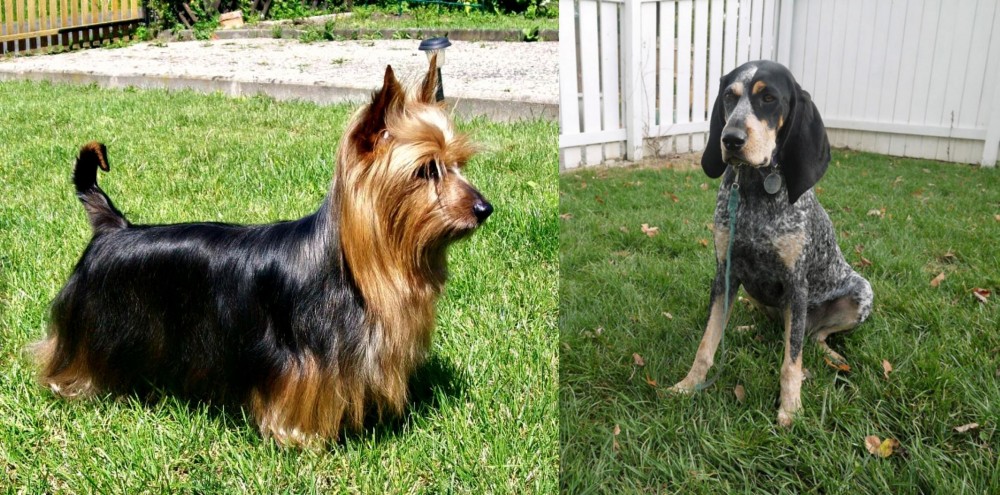 Grand Bleu de Gascogne vs Australian Silky Terrier - Breed Comparison