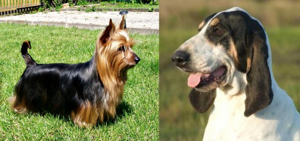 Grand Gascon Saintongeois vs Australian Silky Terrier - Breed Comparison