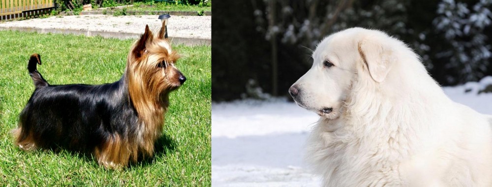 Great Pyrenees vs Australian Silky Terrier - Breed Comparison