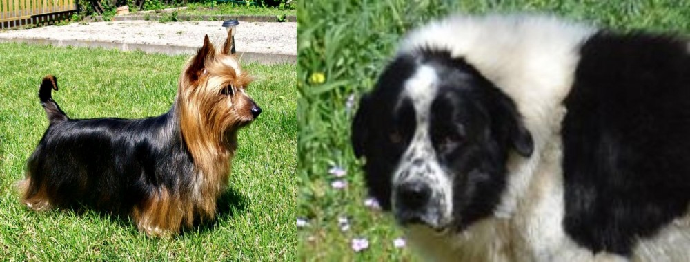 Greek Sheepdog vs Australian Silky Terrier - Breed Comparison