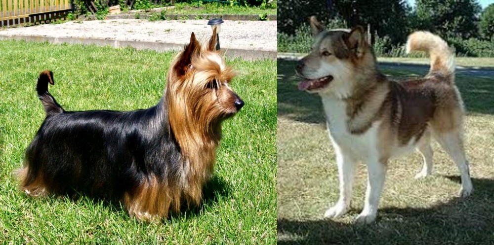 Greenland Dog vs Australian Silky Terrier - Breed Comparison