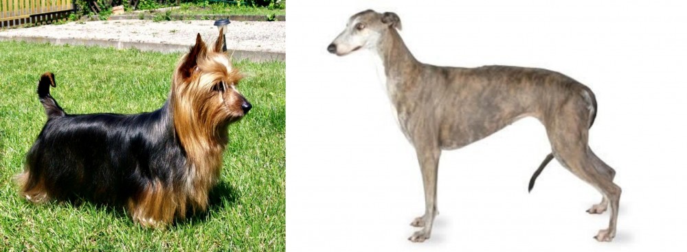 Greyhound vs Australian Silky Terrier - Breed Comparison