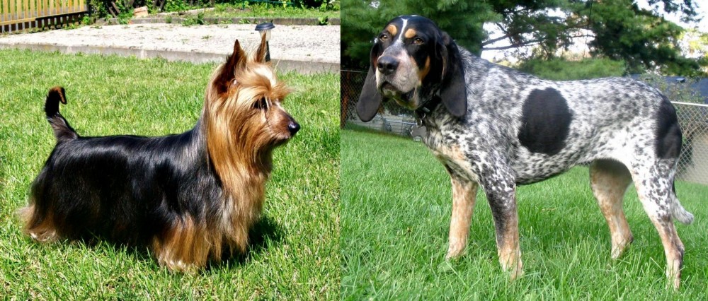 Griffon Bleu de Gascogne vs Australian Silky Terrier - Breed Comparison