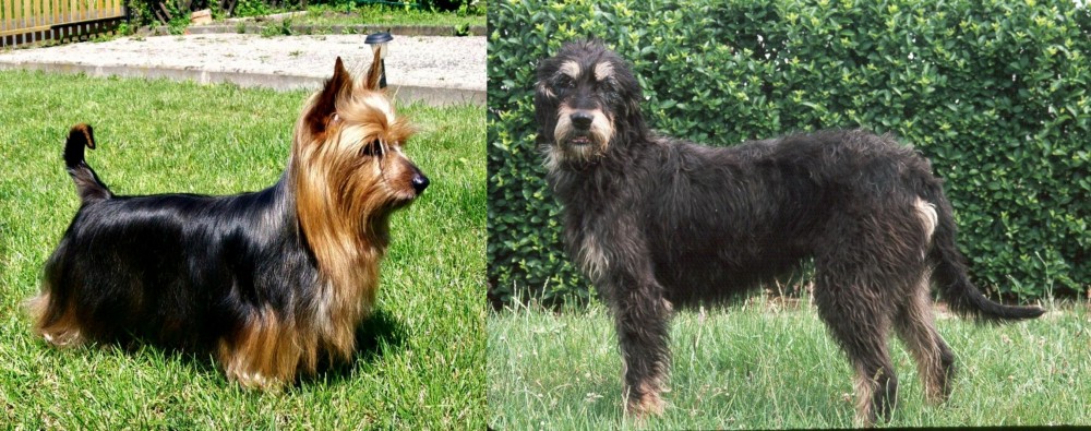 Griffon Nivernais vs Australian Silky Terrier - Breed Comparison
