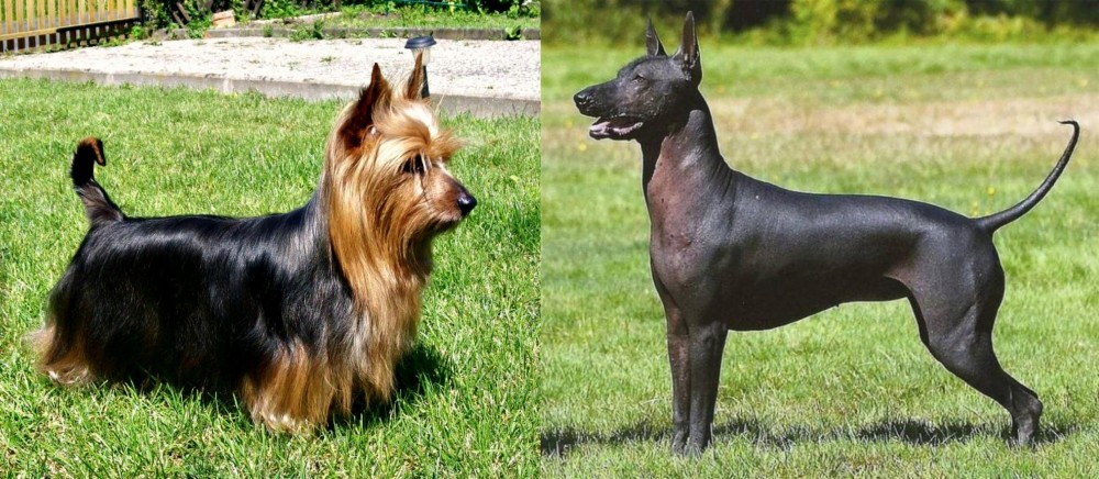 Hairless Khala vs Australian Silky Terrier - Breed Comparison