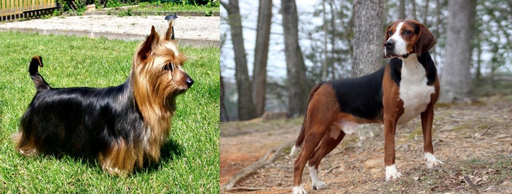 Hamiltonstovare vs Australian Silky Terrier - Breed Comparison