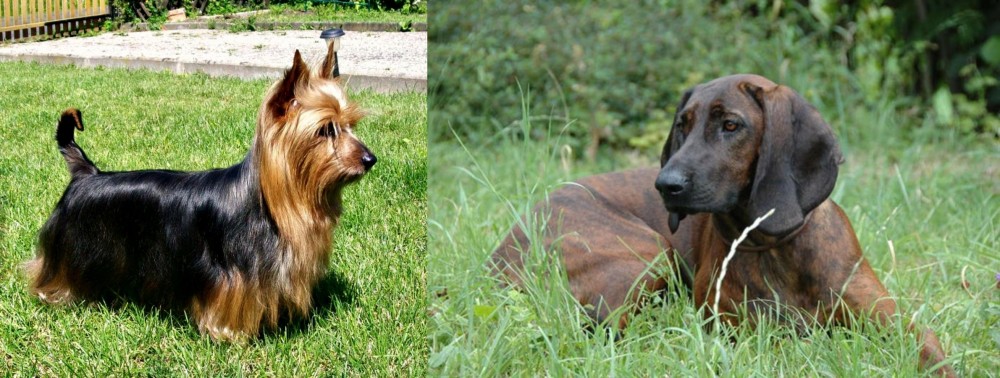 Hanover Hound vs Australian Silky Terrier - Breed Comparison