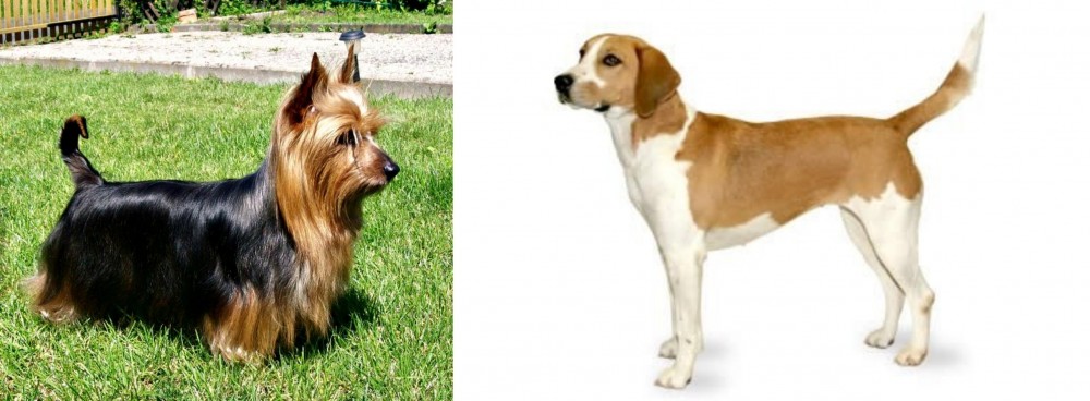 Harrier vs Australian Silky Terrier - Breed Comparison