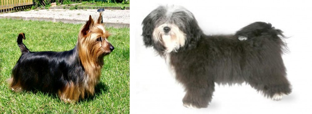 Havanese vs Australian Silky Terrier - Breed Comparison