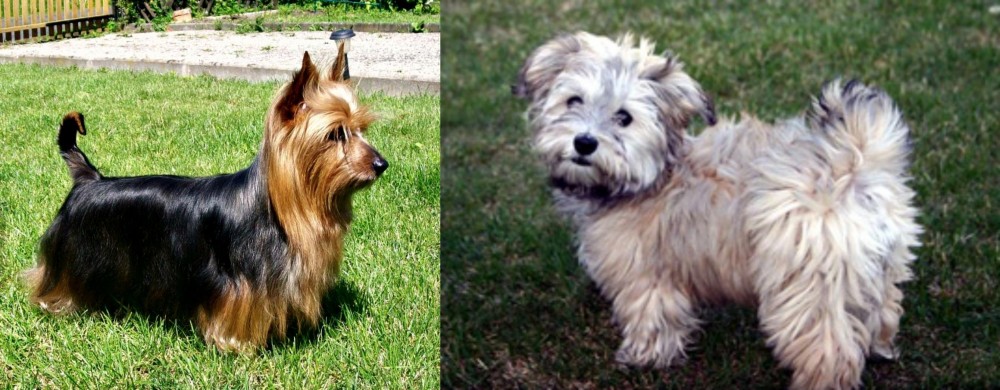 Havapoo vs Australian Silky Terrier - Breed Comparison