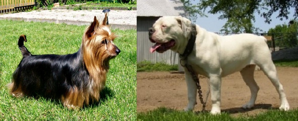 Hermes Bulldogge vs Australian Silky Terrier - Breed Comparison