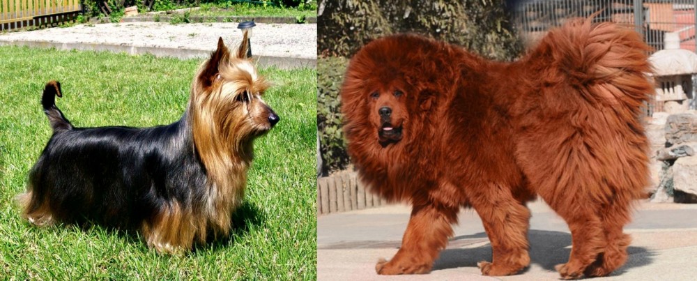 Himalayan Mastiff vs Australian Silky Terrier - Breed Comparison