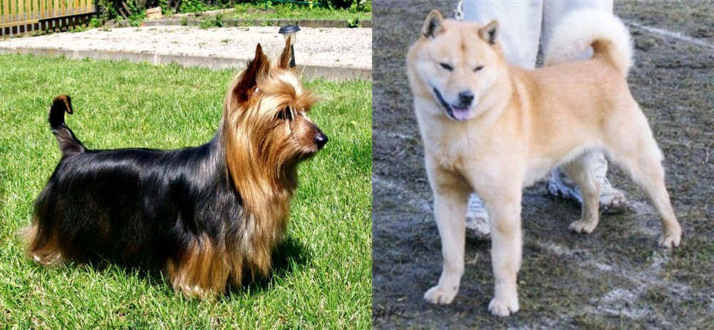 Hokkaido vs Australian Silky Terrier - Breed Comparison