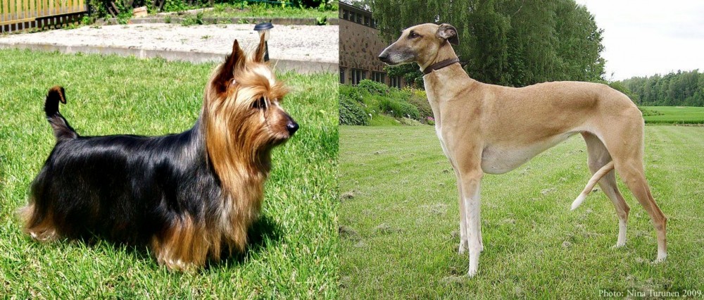 Hortaya Borzaya vs Australian Silky Terrier - Breed Comparison
