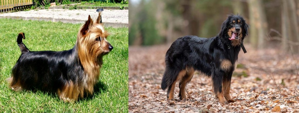 Hovawart vs Australian Silky Terrier - Breed Comparison