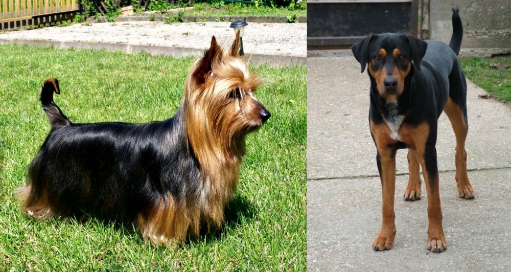 Hungarian Hound vs Australian Silky Terrier - Breed Comparison