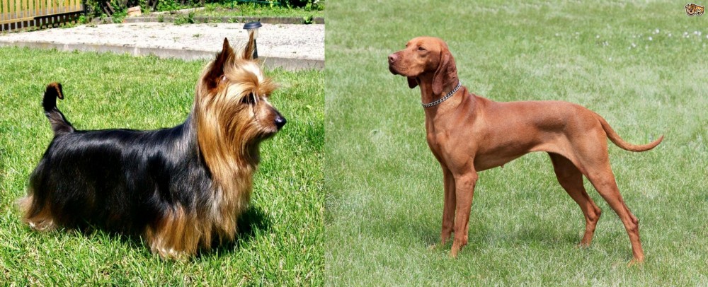 Hungarian Vizsla vs Australian Silky Terrier - Breed Comparison