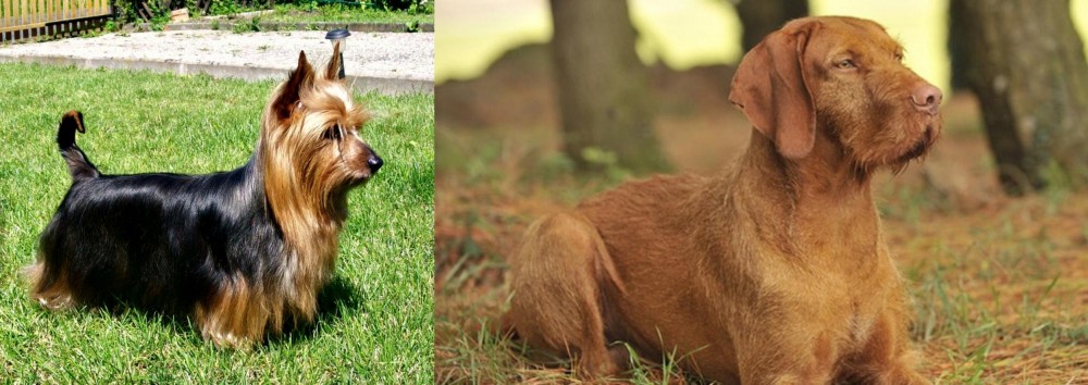 Hungarian Wirehaired Vizsla vs Australian Silky Terrier - Breed Comparison