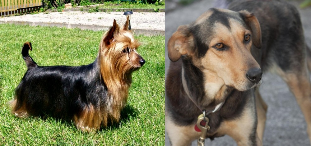 Huntaway vs Australian Silky Terrier - Breed Comparison
