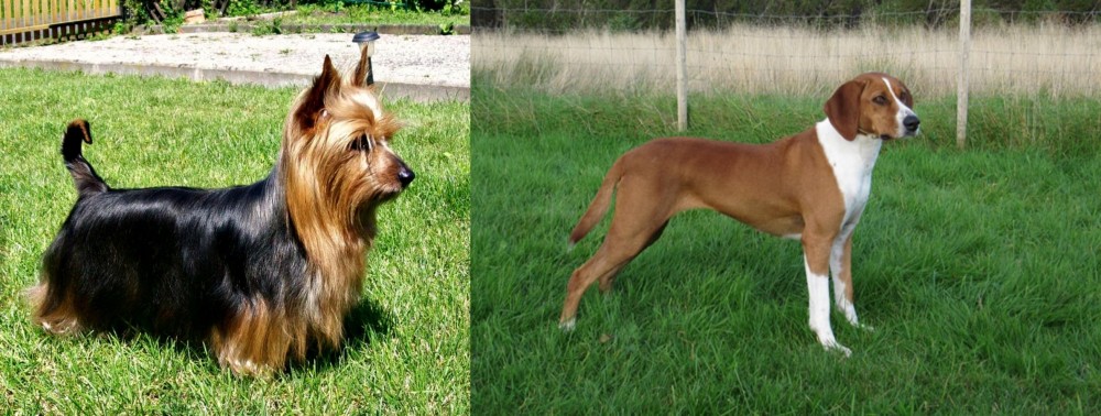 Hygenhund vs Australian Silky Terrier - Breed Comparison