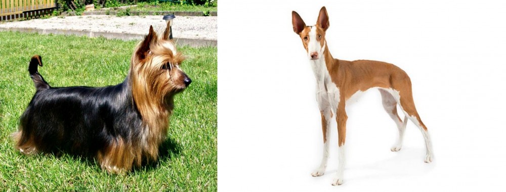 Ibizan Hound vs Australian Silky Terrier - Breed Comparison