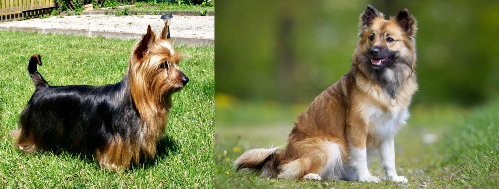 Icelandic Sheepdog vs Australian Silky Terrier - Breed Comparison