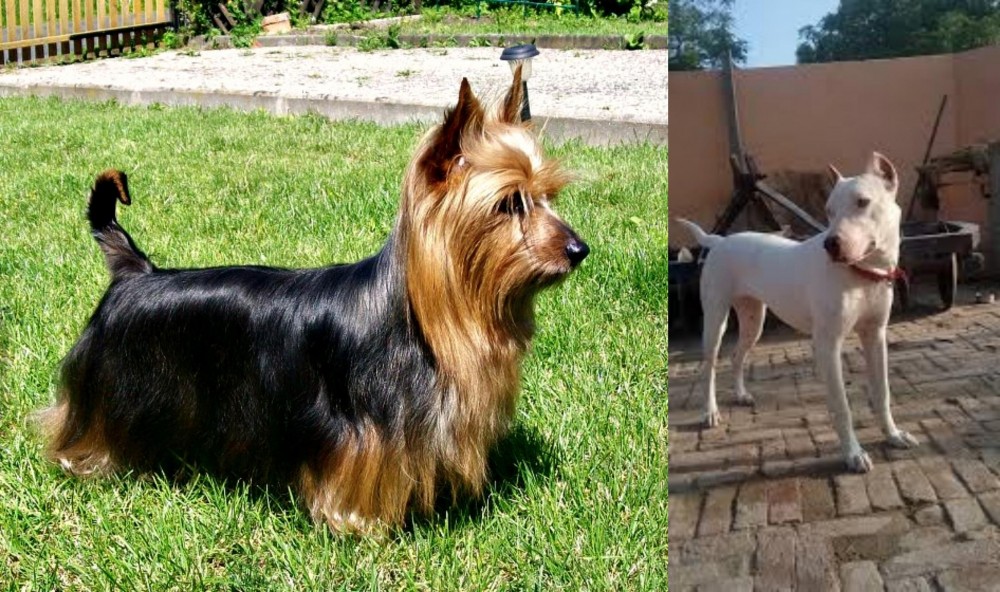 Indian Bull Terrier vs Australian Silky Terrier - Breed Comparison
