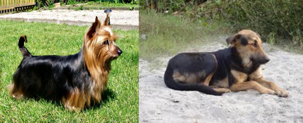 Indian Pariah Dog vs Australian Silky Terrier - Breed Comparison