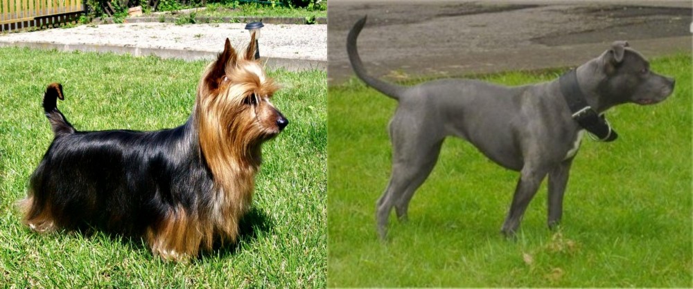 Irish Bull Terrier vs Australian Silky Terrier - Breed Comparison