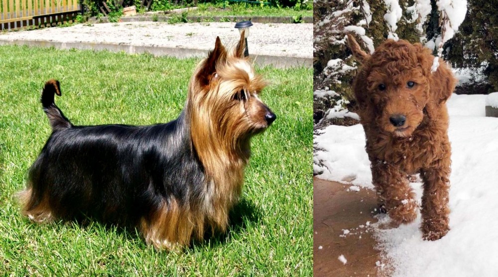 Irish Doodles vs Australian Silky Terrier - Breed Comparison