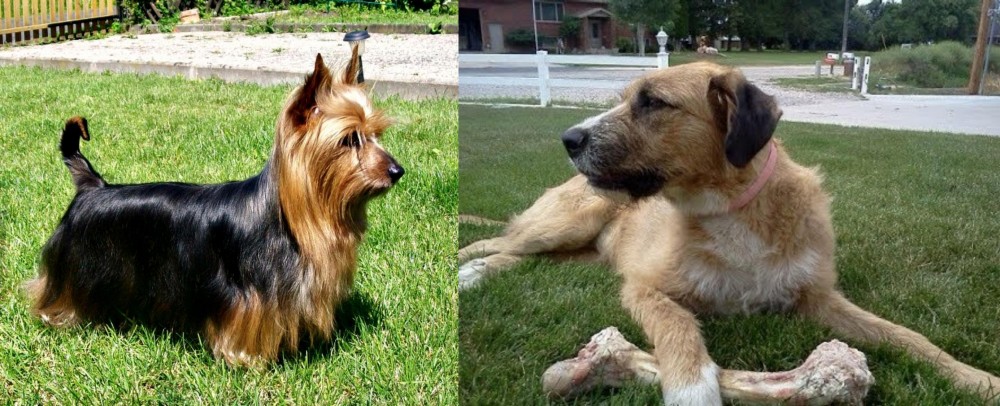 Irish Mastiff Hound vs Australian Silky Terrier - Breed Comparison