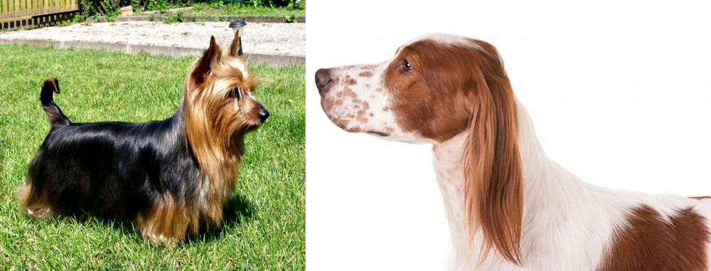Irish Red and White Setter vs Australian Silky Terrier - Breed Comparison