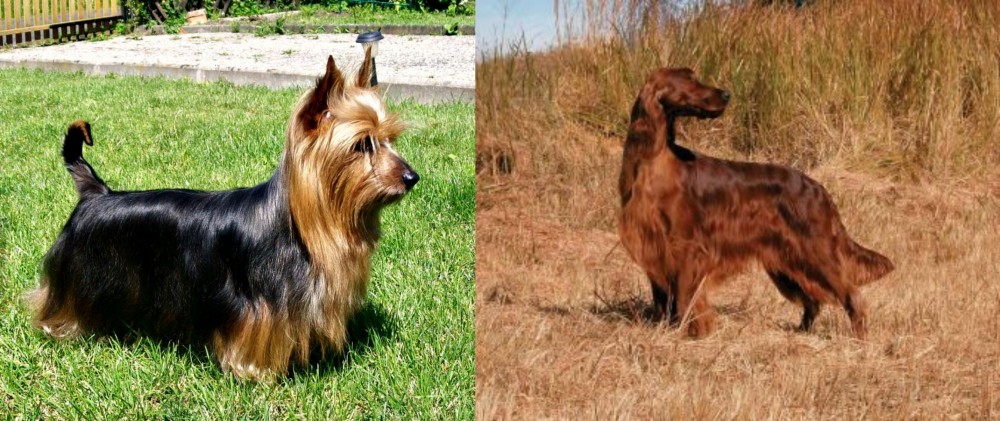Irish Setter vs Australian Silky Terrier - Breed Comparison