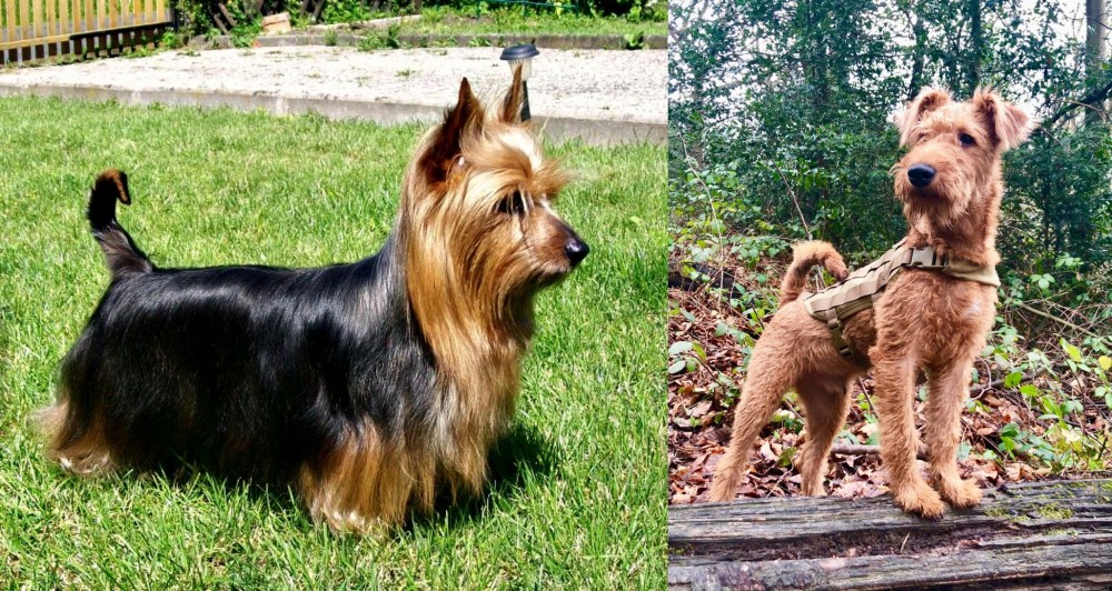 Irish Terrier vs Australian Silky Terrier - Breed Comparison