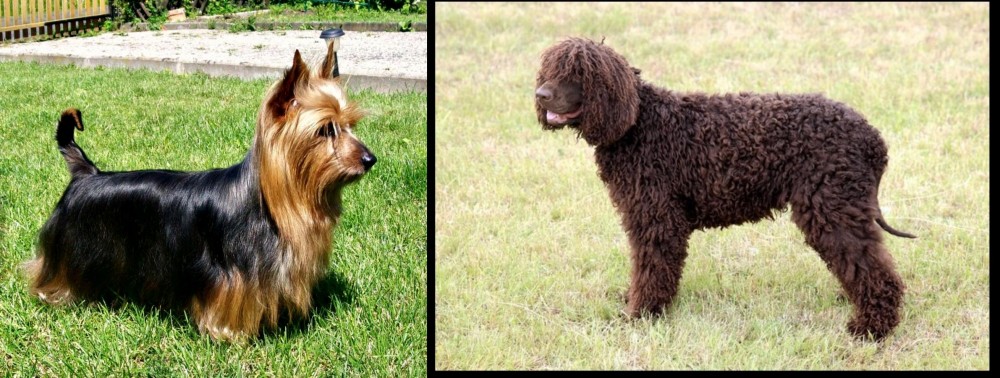 Irish Water Spaniel vs Australian Silky Terrier - Breed Comparison