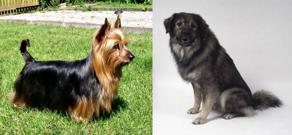 Istrian Sheepdog vs Australian Silky Terrier - Breed Comparison