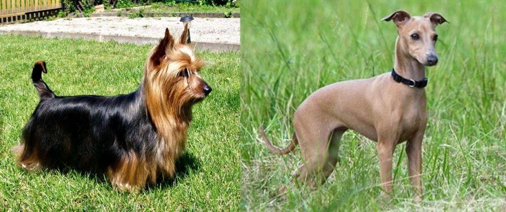 Italian Greyhound vs Australian Silky Terrier - Breed Comparison