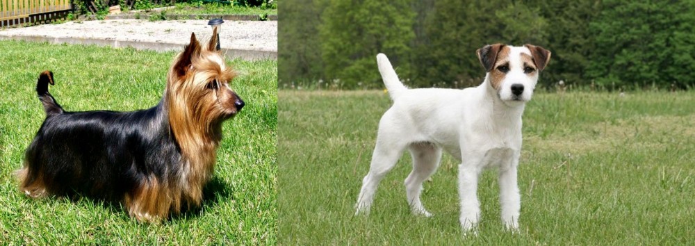 Jack Russell Terrier vs Australian Silky Terrier - Breed Comparison