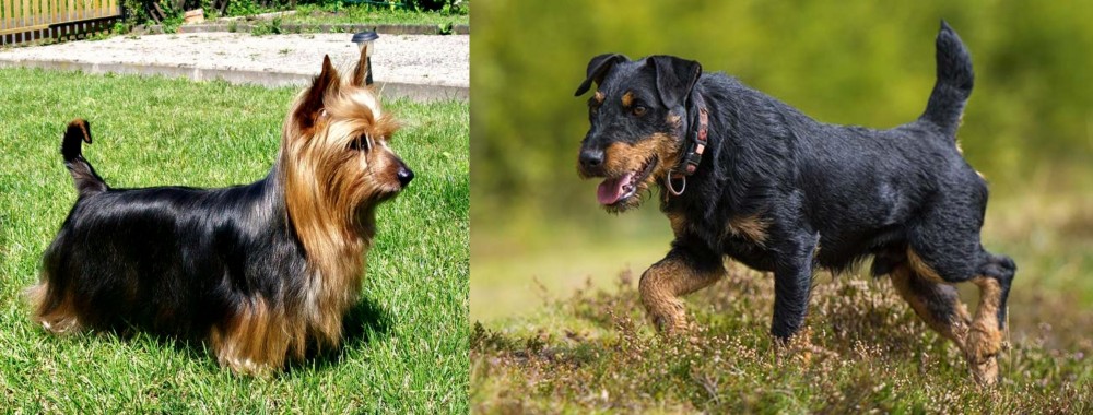 Jagdterrier vs Australian Silky Terrier - Breed Comparison