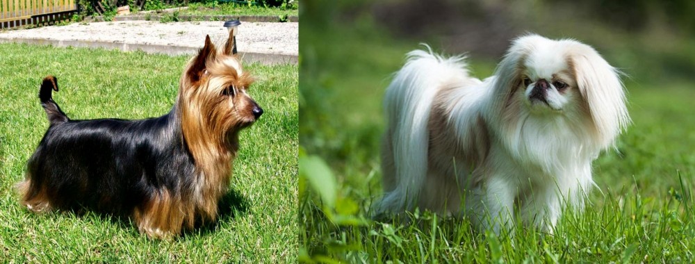 Japanese Chin vs Australian Silky Terrier - Breed Comparison