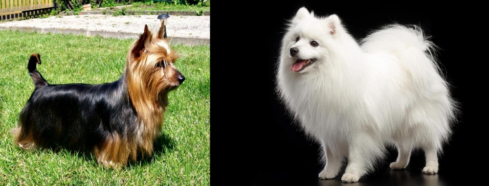 Japanese Spitz vs Australian Silky Terrier - Breed Comparison
