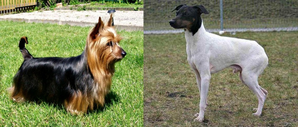Japanese Terrier vs Australian Silky Terrier - Breed Comparison