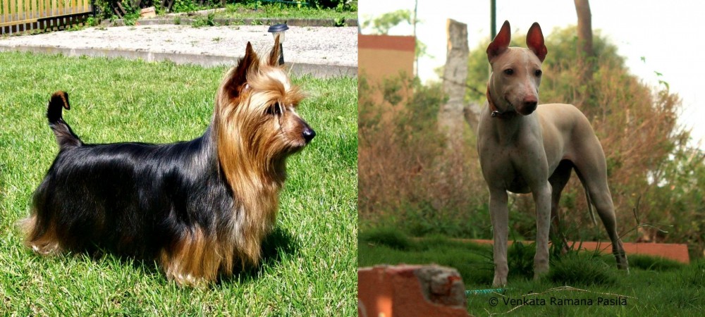 Jonangi vs Australian Silky Terrier - Breed Comparison