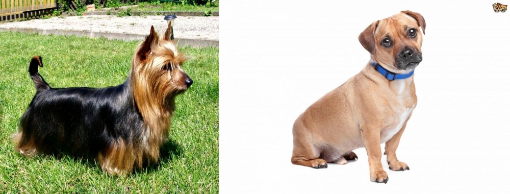 Jug vs Australian Silky Terrier - Breed Comparison